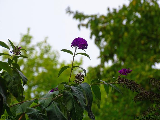 Leijpark013 19 &amp; 20 &amp; 21 &amp; 22 augustus 2022