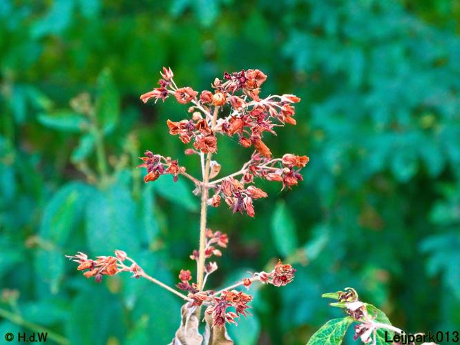 Leijpark013 19 &amp; 20 &amp; 21 &amp; 22 augustus 2022