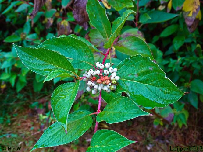 Leijpark013 19 &amp; 20 &amp; 21 &amp; 22 augustus 2022