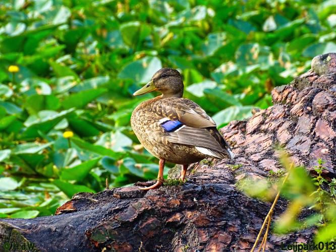 Leijpark013 19 &amp; 20 &amp; 21 &amp; 22 augustus 2022