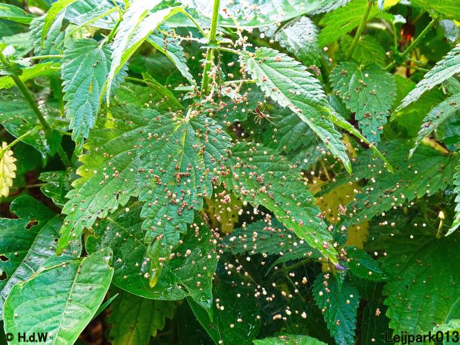 Leijpark013 19 &amp; 20 &amp; 21 &amp; 22 augustus 2022