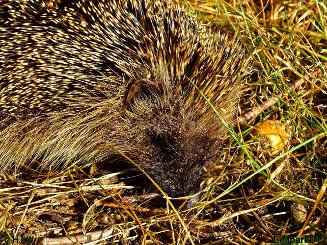 Leijpark013 19 &amp; 20 &amp; 21 &amp; 22 augustus 2022