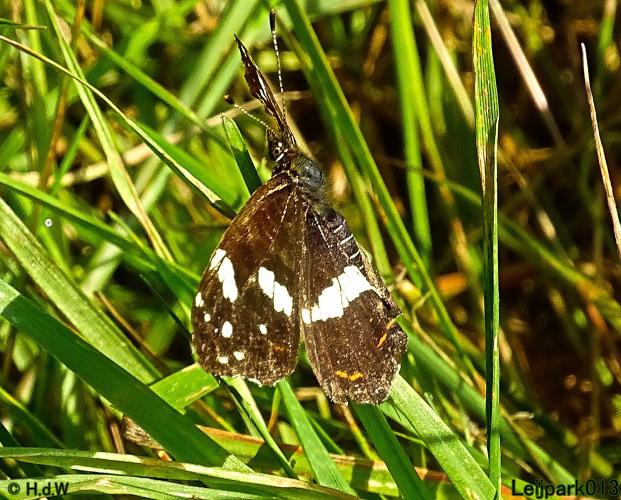 Leijpark013 24 &amp; 25 &amp; 26 &amp; 27 augustus 2022