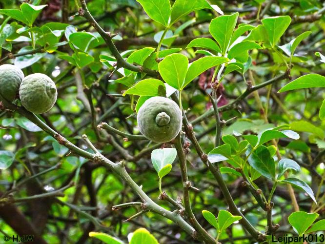 Leijpark013 24 &amp; 25 &amp; 26 &amp; 27 augustus 2022