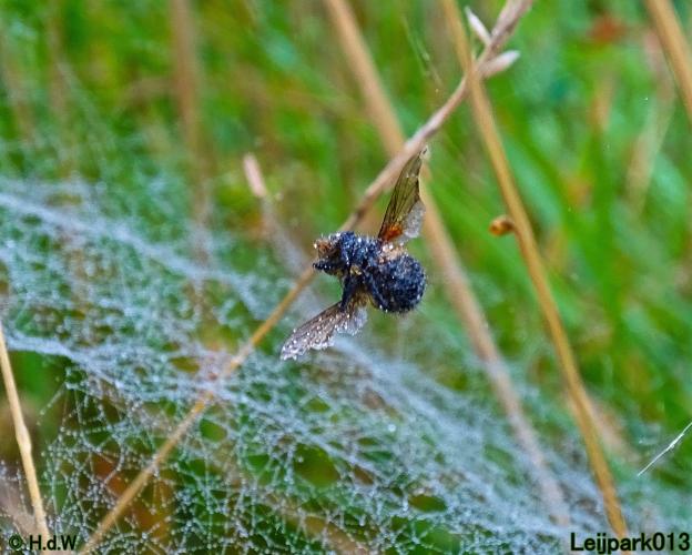 Leijpark013 24 &amp; 25 &amp; 26 &amp; 27 augustus 2022
