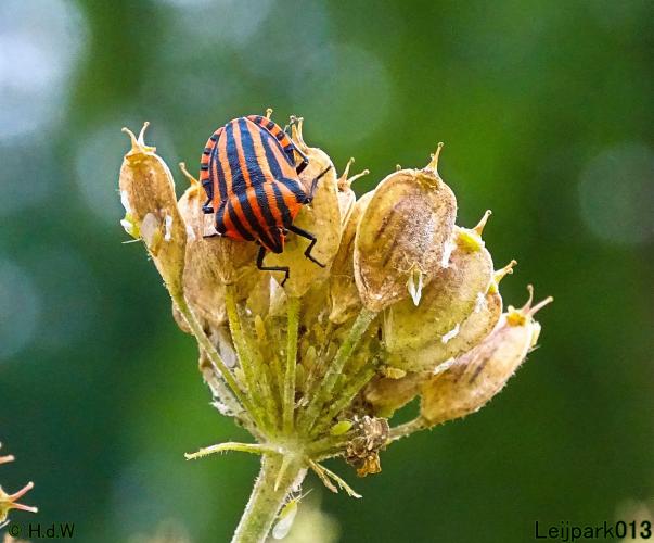 Leijpark013 24 &amp; 25 &amp; 26 &amp; 27 augustus 2022