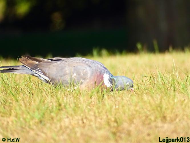 Leijpark013 24 &amp; 25 &amp; 26 &amp; 27 augustus 2022