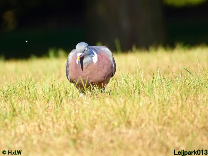 Leijpark013 24 &amp; 25 &amp; 26 &amp; 27 augustus 2022
