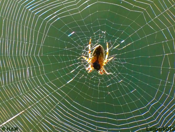 Leijpark013 24 &amp; 25 &amp; 26 &amp; 27 augustus 2022