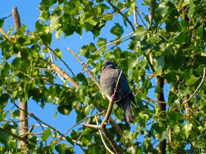 Leijpark013 24 &amp; 25 &amp; 26 &amp; 27 augustus 2022