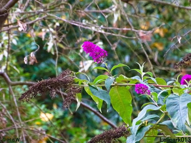 Leijpark013 24 &amp; 25 &amp; 26 &amp; 27 augustus 2022