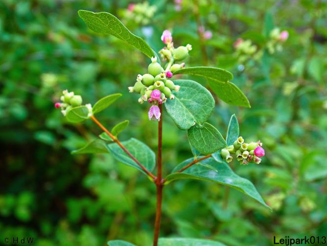 Leijpark013 24 &amp; 25 &amp; 26 &amp; 27 augustus 2022