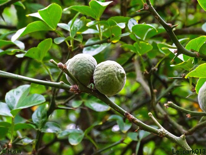 Leijpark013 24 &amp; 25 &amp; 26 &amp; 27 augustus 2022