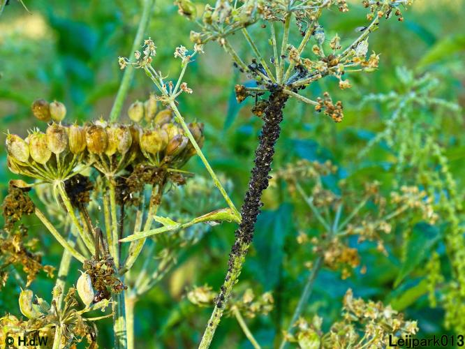 Leijpark013 24 &amp; 25 &amp; 26 &amp; 27 augustus 2022