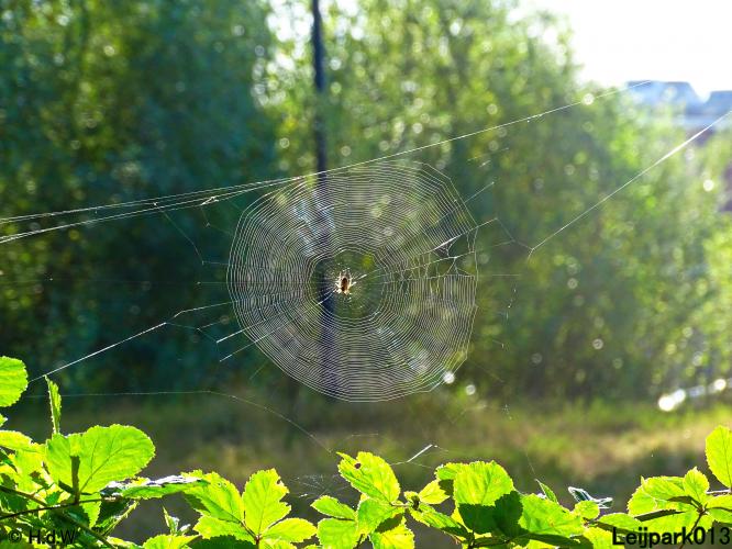 Leijpark013 24 &amp; 25 &amp; 26 &amp; 27 augustus 2022