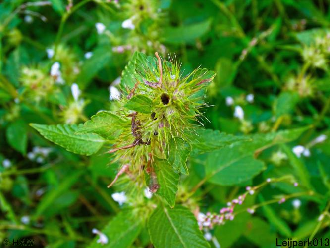 Leijpark013 24 &amp; 25 &amp; 26 &amp; 27 augustus 2022