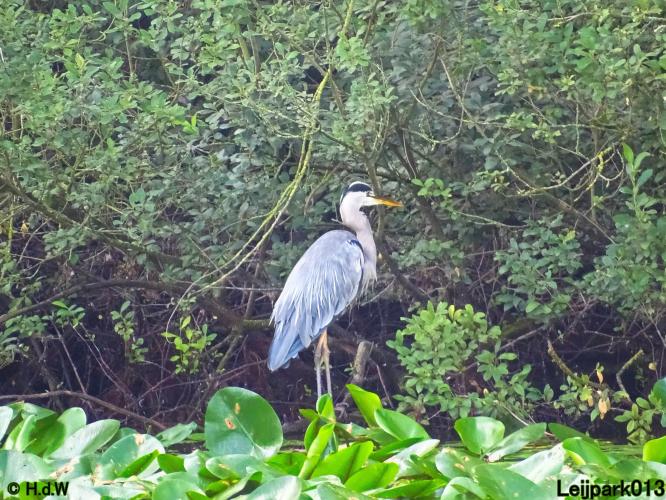 Leijpark013 24 &amp; 25 &amp; 26 &amp; 27 augustus 2022