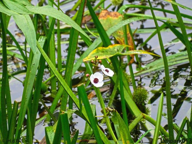 Leijpark013 24 &amp; 25 &amp; 26 &amp; 27 augustus 2022