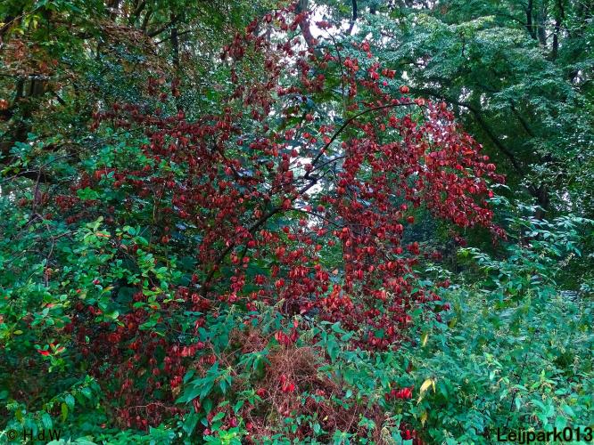 Leijpark013 24 &amp; 25 &amp; 26 &amp; 27 augustus 2022