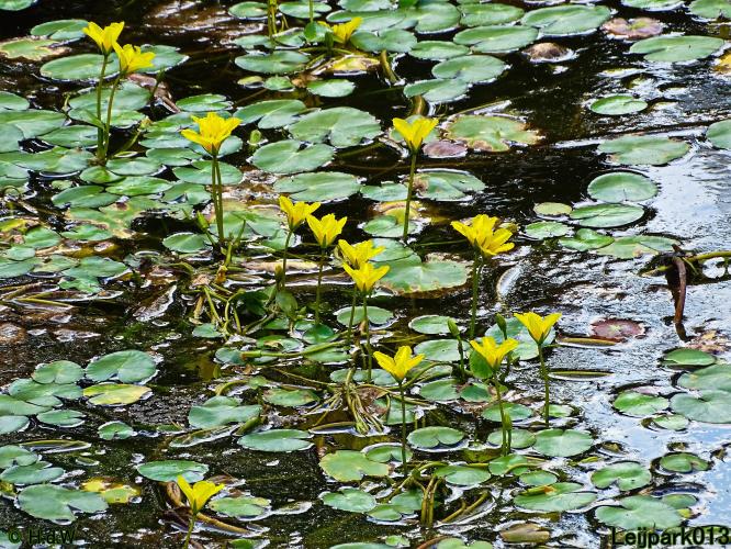 Leijpark013 24 &amp; 25 &amp; 26 &amp; 27 augustus 2022