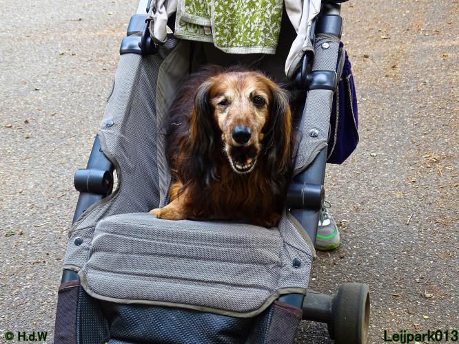 Leijpark013 Beestenboel 27 augustus 2022 