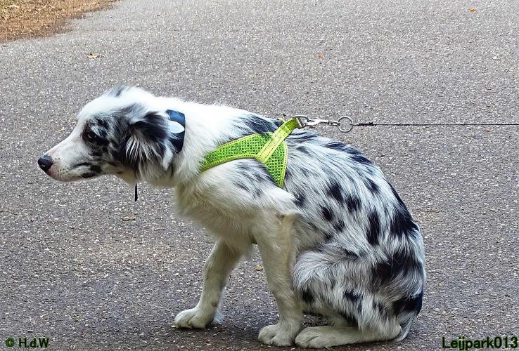Leijpark013 Beestenboel 27 augustus 2022 