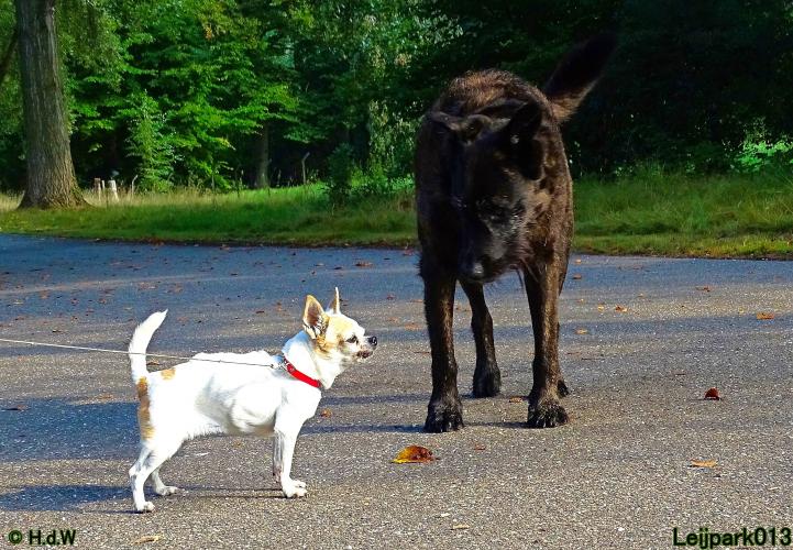 Leijpark013 Beestenboel 27 augustus 2022 