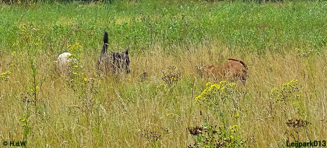 Leijpark013 Beestenboel 27 augustus 2022 