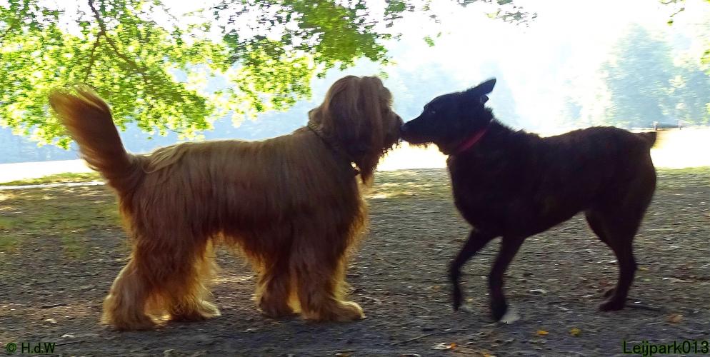 Leijpark013 Beestenboel 27 augustus 2022 