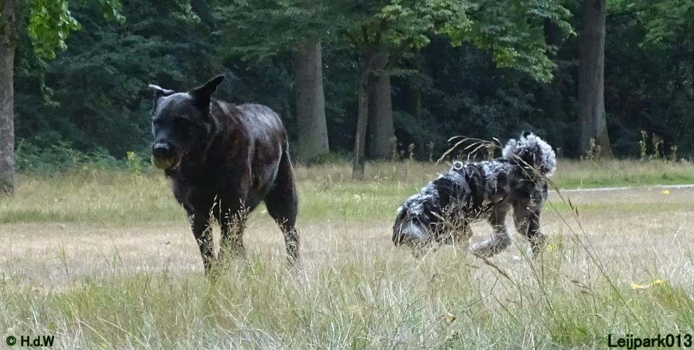 Leijpark013 Beestenboel 27 augustus 2022 