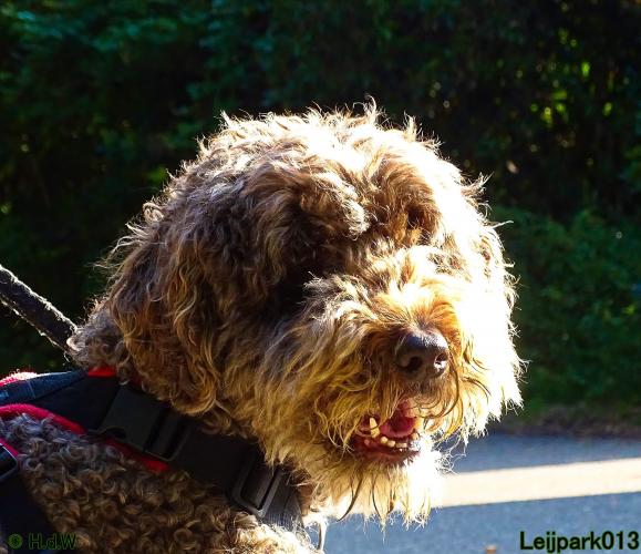 Leijpark013 Beestenboel 27 augustus 2022 