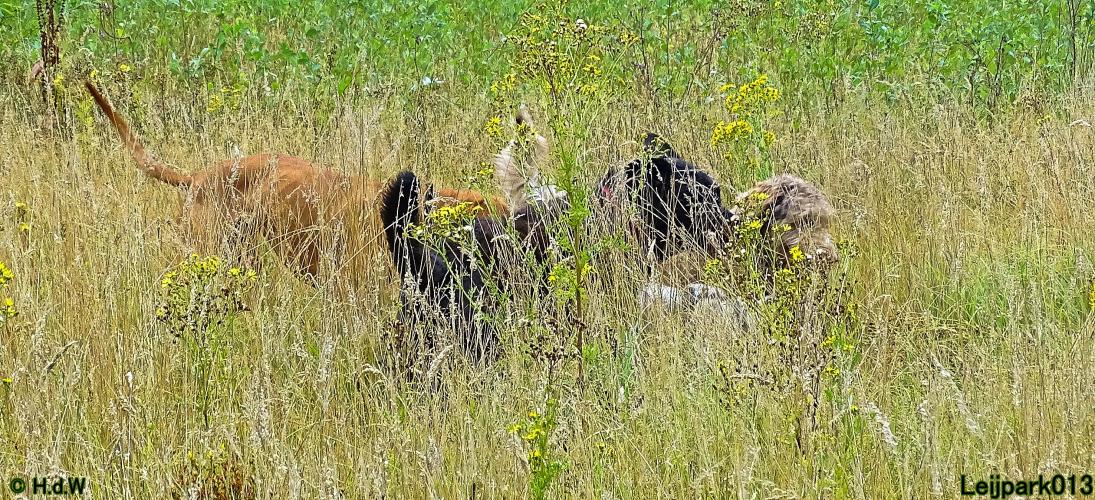 Leijpark013 Beestenboel 27 augustus 2022 