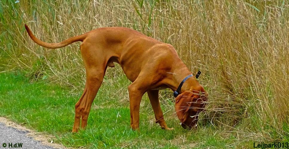Leijpark013 Beestenboel 27 augustus 2022 