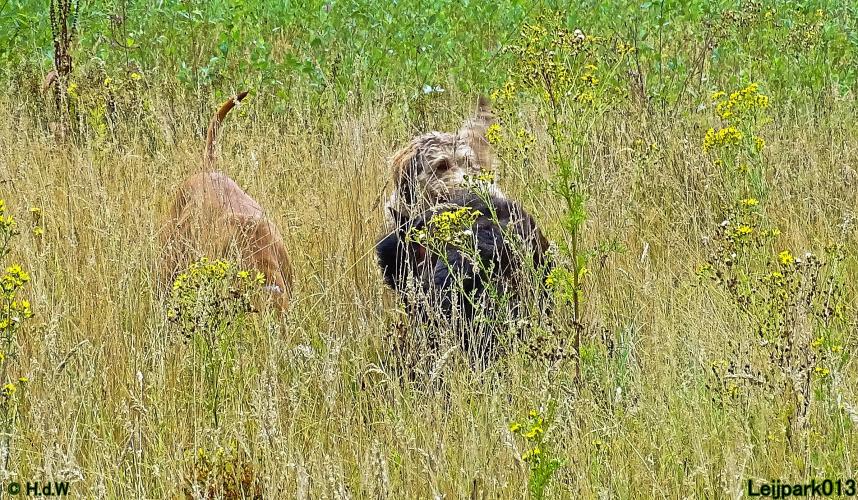 Leijpark013 Beestenboel 27 augustus 2022 