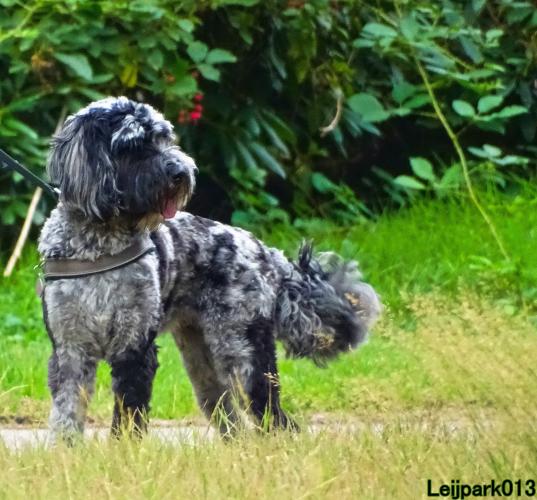 Leijpark013 Beestenboel 27 augustus 2022 