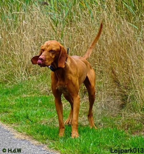 Leijpark013 Beestenboel 27 augustus 2022 