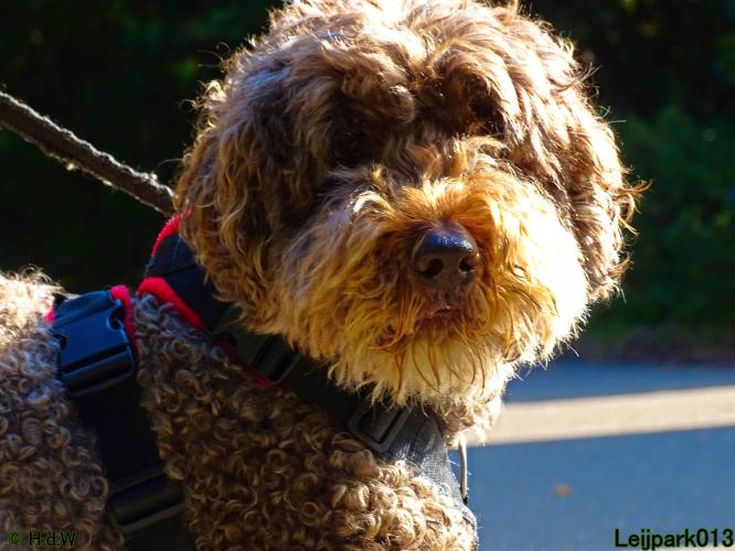 Leijpark013 Beestenboel 27 augustus 2022 