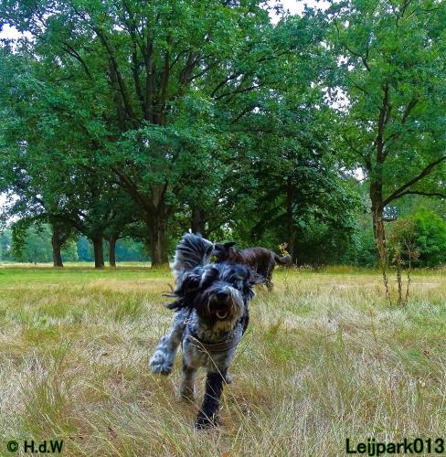 Leijpark013 Beestenboel 27 augustus 2022 