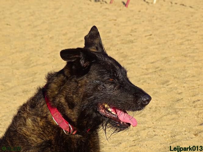 Leijpark013 Beestenboel 27 augustus 2022 