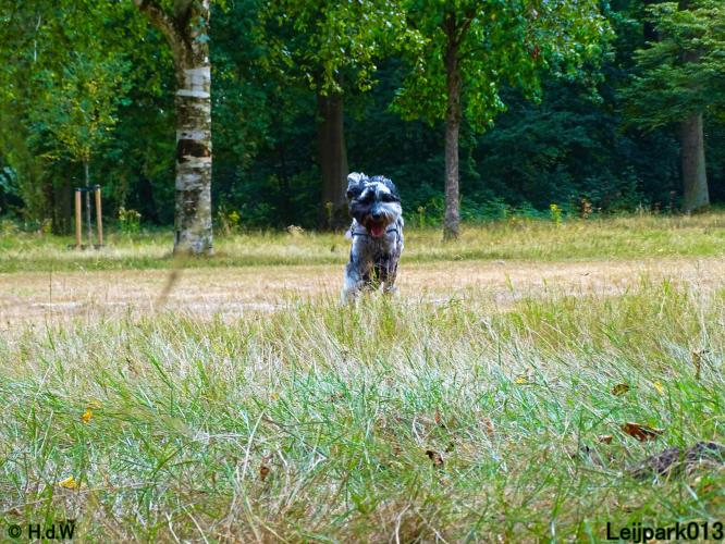 Leijpark013 Beestenboel 27 augustus 2022 