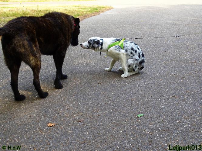 Leijpark013 Beestenboel 27 augustus 2022 