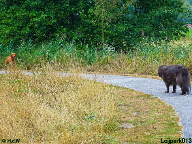 Leijpark013 Beestenboel 27 augustus 2022 