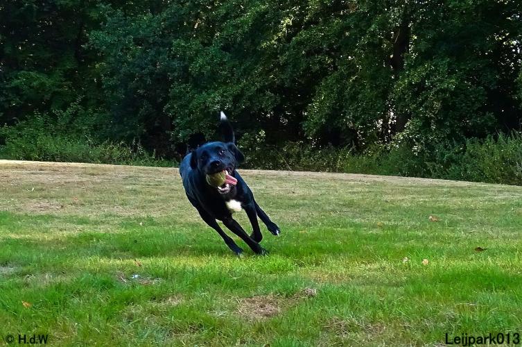 Leijpark013 Beestenboel 8 september 2022 