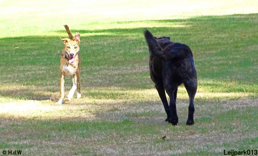 Leijpark013 Beestenboel 8 september 2022 