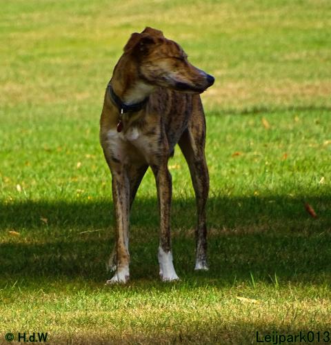 Leijpark013 Beestenboel 8 september 2022 