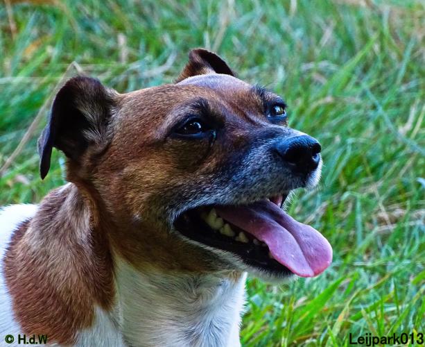 Leijpark013 Beestenboel 8 september 2022 