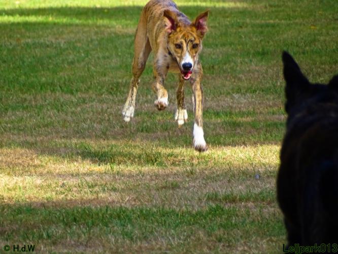 Leijpark013 Beestenboel 8 september 2022 