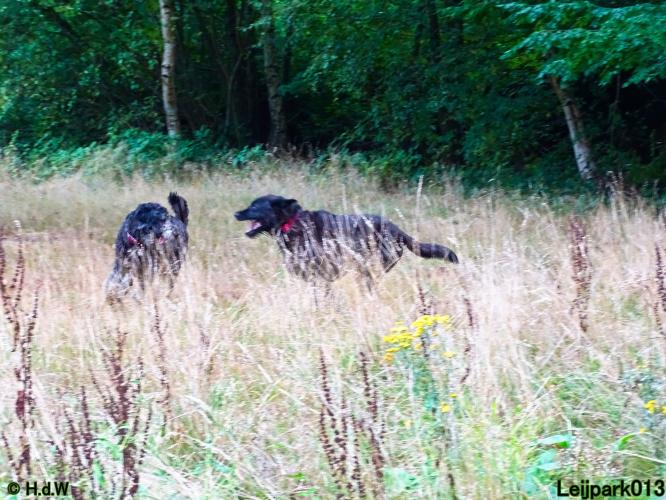 Leijpark013 Beestenboel 8 september 2022 