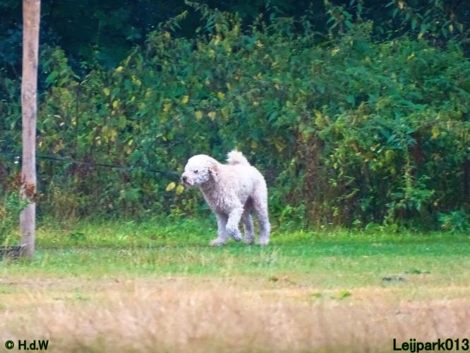 Leijpark013 Beestenboel 8 september 2022 