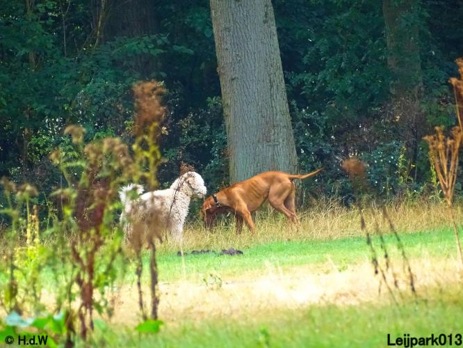 Leijpark013 Beestenboel 8 september 2022 